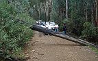 04-Convoy assesses the approach to removing the fallen tree on the Wheelers Creek Track